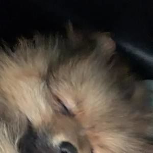 Meet your Posher, Bob